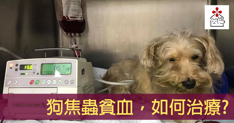 大焦蟲和小焦蟲的治療方式和案例分享 何謂imha Coombs Test Ana 犬貓聯合捐血中心