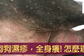 狗濕疹